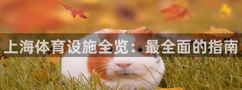 意昂体育3是干嘛的公司：上海体育设施全览：最全面的指