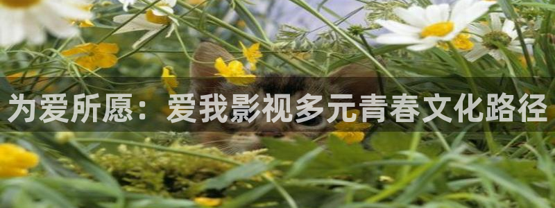 神马电影我不卡4k影院：为爱所愿：爱我影视多元青春文化路径